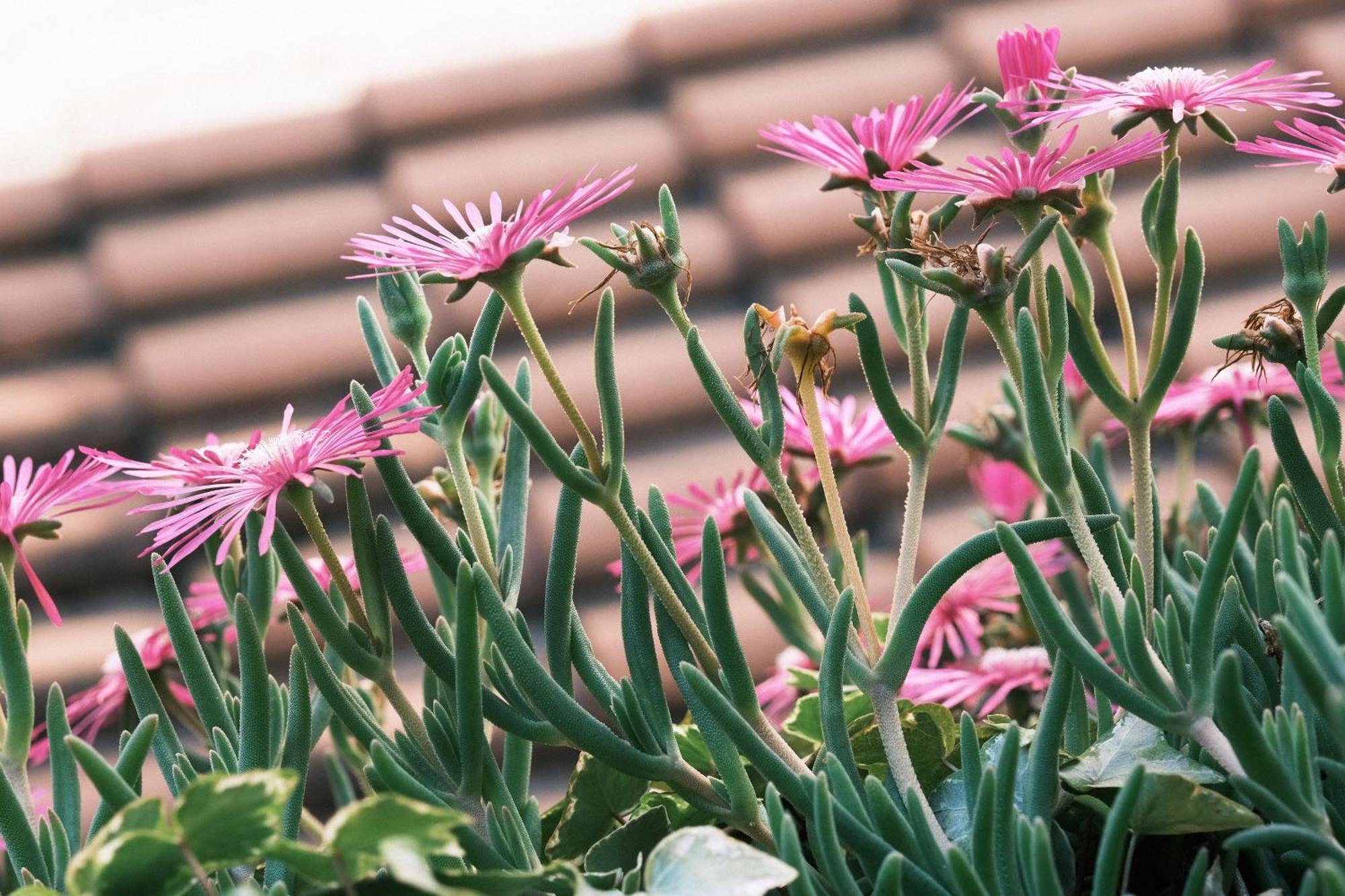 Apartamento Comecasa Flowery Terraced Milão